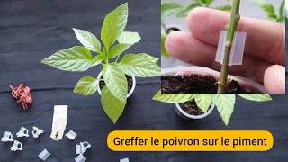 Comment greffer le poivron de A à Z [upl. by Anaerda707]