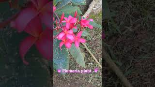 Plumeria plantgardening [upl. by Pia]