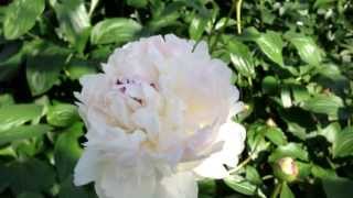 Peony Festiva Maxima  wwwpeonyshopcom [upl. by Kenwee]