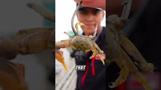 How To Catch FIDDLER CRABS For Bait🦀🎣🔥fishing fishingtechniques fiddlercrab [upl. by Mccully]