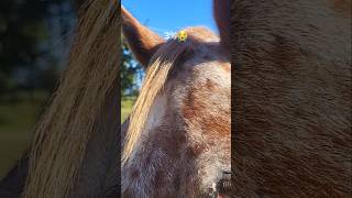 The appaloosa forelock🤣😭🍓 youtube horsegirl viralvideo subscribe [upl. by Hanavas879]