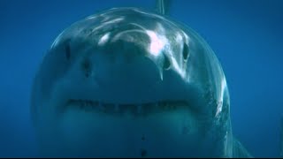 Blue Water White Shark Guadalupe 2008 [upl. by Isherwood]