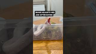 BABY SNAKE ADJUSTING HER JAWS😍 [upl. by Adnilema]