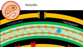 Penicillin [upl. by Atikat]