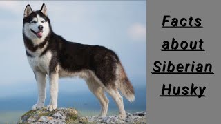 Facts about Siberian Husky Dogs [upl. by Ahsiekat]