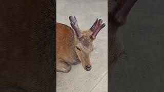 Japanese Deer  Miyajima Island  Hiroshima  Japan [upl. by Alfons394]