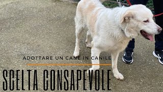 Vuoi adottare un cane dal canile Deve essere una scelta consapevole [upl. by Pedrick]