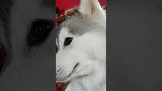 minivlog huskyplaying musicgenre husky huskydoglovers musicsong pets huskylover153 [upl. by Shulins849]