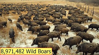 Everything About The Nearly 9000000 Wild Boars In America  Animals Of America [upl. by Irret933]