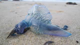 Bluebottle Jellyfish on North Auckland beach NZ [upl. by Intyre]