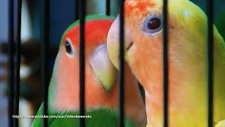 Peach Faced Lovebird Sounds 4 Hours  Wild Green amp Lutino [upl. by Trepur921]