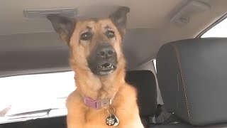 German Shepherd dog suddenly realizes he is at the vet🤣 [upl. by Lotty543]