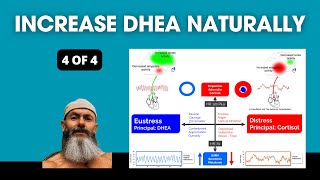 How To Increase DHEA Naturally Part 4 [upl. by Suirauqed]