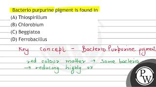 Bacterio purpurine pigment is found in A Thiospirillum B Chlorobium C Beggiatoa D Ferrob [upl. by Burdett]