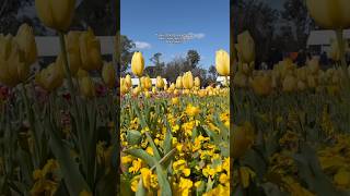 Floriade 2024 exceeded expectations amp was worth the day trip ☺️ tulips australia spring [upl. by Jaquenette]