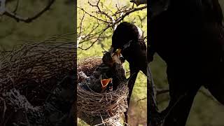 Black drongo bird babies P 13 shortsfeed trendingshorts [upl. by Onid]