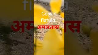 shorts अमलतास के फायदे।benefits of amaltas golden shower tree shortsvidio cassiafistula [upl. by Sansen]