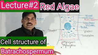 cell structure of Batrachospermum [upl. by Aidahs]