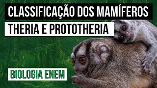 CLASSIFICAÇÃO DOS MAMÍFEROS Theria e Prototheria  Biologia para o Enem  Cláudia de Souza Aguiar [upl. by Un]