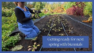 Preparing for Spring Planting Biennial Seedlings for Stunning Spring Blooms [upl. by Bittner]