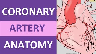 Coronary Artery Anatomy and Physiology Blood Supply Nursing  Anatomy [upl. by Anniahs]