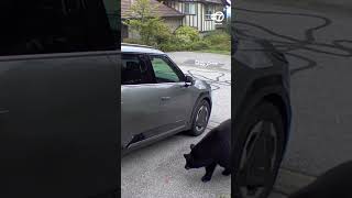 Man Keeps His Cool as He Comes FacetoFace With Bear in His Garage [upl. by Mathilde]