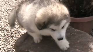 Alaskan Malamute puppy biting tree [upl. by Tobias]