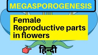 Megasporogenesis class 12 by be educated in hindi [upl. by Bernice]