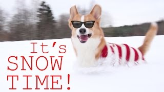 CORGI SNOWPLOW  Topi the Corgi [upl. by Annairdna]