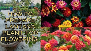 how to prepare lantana plant for flowering gardenandgardening terracegarde lantana [upl. by Lindblad]