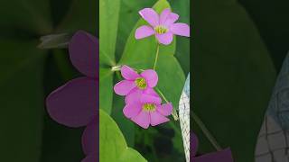 Oxalis Latifolia Oxalis flowers beautifulnepal shortsfee shorts short subscribe viralshort [upl. by Nozicka576]