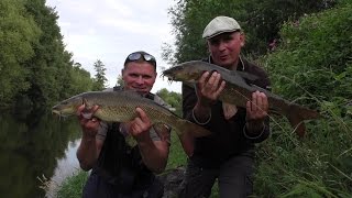 Brzany i klenie  wędkarski raj na rzece Wye 17082015 część 1 [upl. by Graves893]