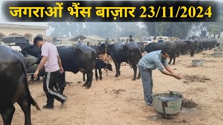 पशु मंडी जगराओं 23112024 live coverage at pashu mandi jagraon live souda jbs dairy farming [upl. by Calise]