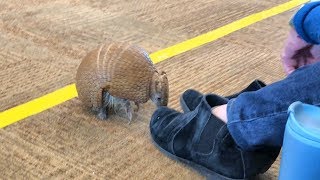 Brazilian 3 Banded Armadillo 4K [upl. by Barcus]