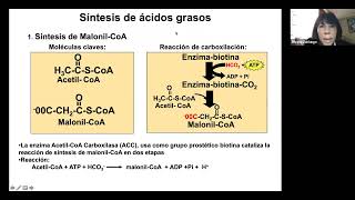 Clase 2 25 05 21 Anabolismo de lípidos [upl. by Aliam]
