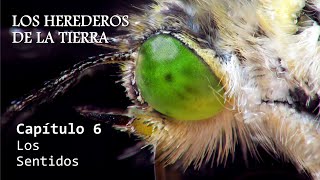 ENTOMOLOGÍA  Los Herederos de la Tierra  Cap 6 Los Sentidos insectos anatomía entomologia [upl. by Chafee162]