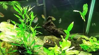 My Thoughts On Phosphates in a Planted Freshwater Aquarium [upl. by Kati270]