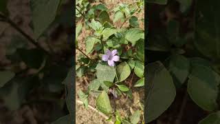 Ruellia prostrata medicinalplant odisha conservation aprf herb [upl. by Ydal791]