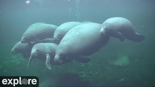 Underwater ManateeCam at Blue Spring State Park powered by EXPLOREorg [upl. by Nylak]