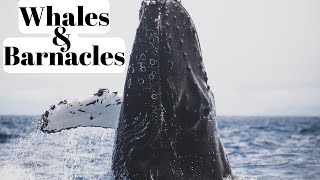 Are Barnacles Harmful To Whales  Relationship Between Barnacles and Whales [upl. by Aivle]