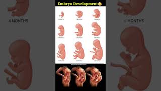 1 Week to 40 Week Embryo and Fetal Development In Mothers Womb👶💛💝 [upl. by Tower]