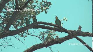 European Beeeater call  sound [upl. by Lasko738]