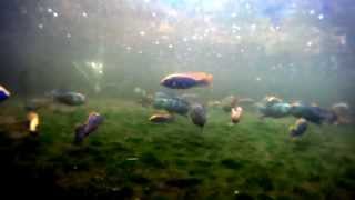 Malawi Cichlid DEMO pool 2 Otopharynx lithobates Zimbawe Rock [upl. by Attennaej]