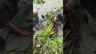 Survival eel trapping skills to catch a lot of big eel fish [upl. by Milena]