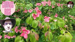 Cornus kousa Satomi  cornouiller à fleurs roses [upl. by Angadreme]