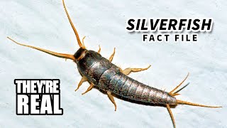 Silverfish Facts Minecraft Hostiles  Animal Fact Files [upl. by Rattan]