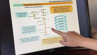 VÍDEO 12 ANABOLISMO DE LÍPIDOS [upl. by Nitsruk]