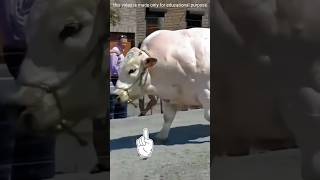 Worlds Heaviest and Most Expensive Bull youtubeshorts shorts [upl. by Christianna]