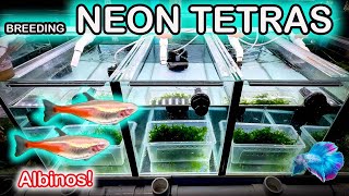 Breeding Neon Tetras FISH ROOM FUN [upl. by Nevear831]