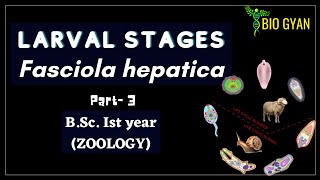 Fasciola hepatica part3  Larval stages  BSc Ist Year Zoology [upl. by Alethia]